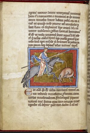 Castor (beaver) pursued by a hunter, bites off its own testicles