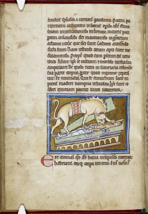Hyena robbing a corpse from a grave