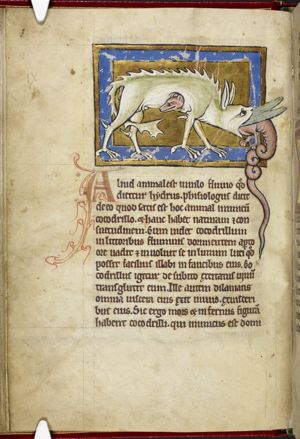 The Hydrus penetrates the stomach of the crocodile through its mouth and comes out unarmed