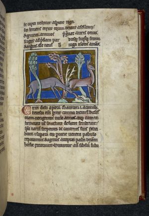A roe and a stag, bitten by a snake