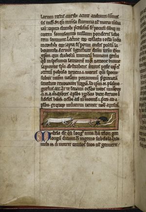 Weasel, mouse and worms