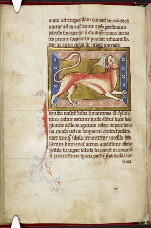 Manticora
