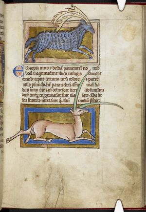 Parandrus (fabulous animal, a stag and bear)