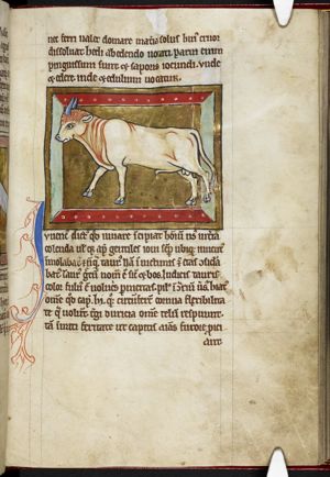 Juvencus (young bull)