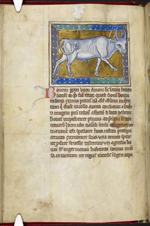 Bos (an ox)