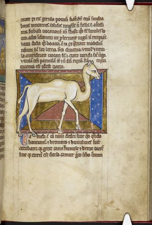 Camelus (camel)