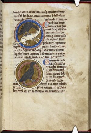 Raven picking the eye of a dead donkey