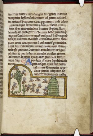 Bee-hive and a swarm of bees