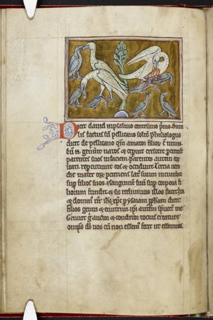 Pelicans and their young; one pelican is feeding its young with its own blood