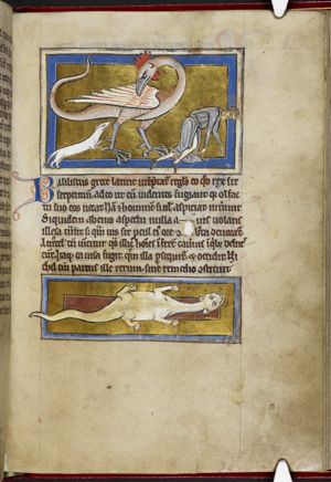 Basilisk attacked by a weasel, while a man falls dead to the ground