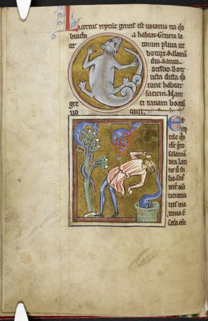 Lacertus (lizard)