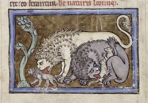 Lions licking their cubs