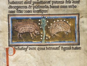 Ericius (hedgehog)