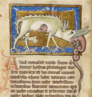 The Hydrus penetrates the stomach of the crocodile through its mouth and comes out unarmed