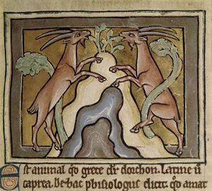 Goats eating from a shrub