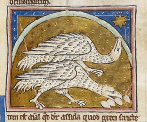 Assida (ostrich), one breathing over eggs, the other looking at a star