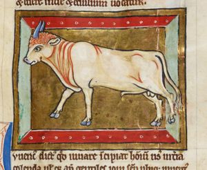 Juvencus (young bull)