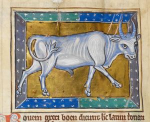 Bos (an ox)