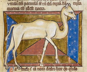 Camelus (camel)