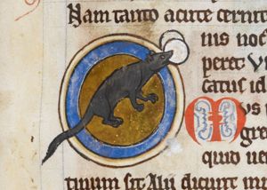 (Mus) Mouse