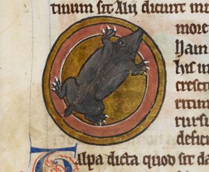 (Talpa) Mole