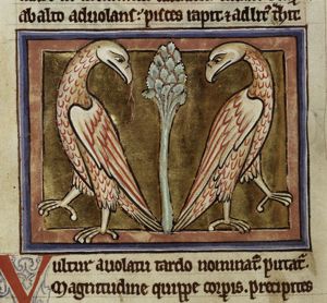 Vultur (vultures)