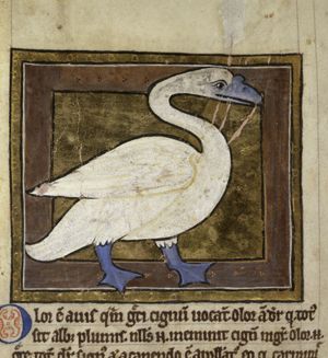 Swan