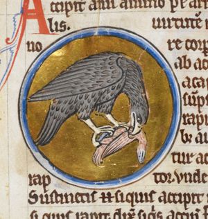 Accipiter (hawk) with prey
