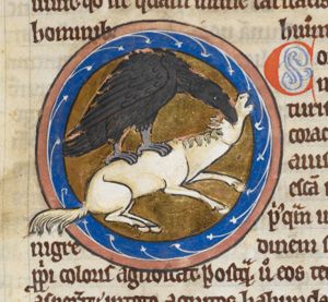 Raven picking the eye of a dead donkey
