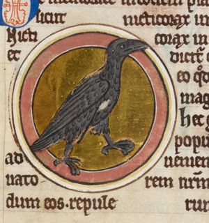 Nycticorax