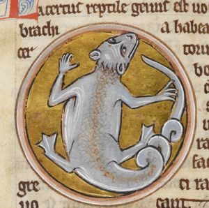 Lacertus (lizard)