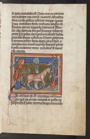 Antalops (a deer), entangled with its horns in a tree, is killed by a hunter with an axe