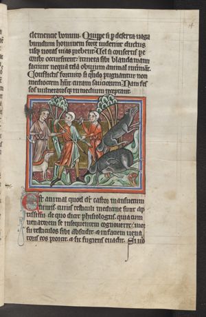 Castor (beaver) pursued by hunters, bites off its own testicles; 