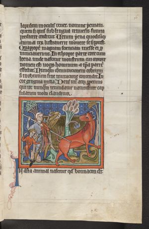 A bonnacon (bonasus) defecating in the direction of the hunters attacking him