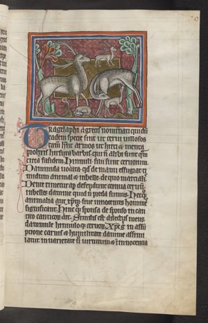 Tragelafus (antelope)