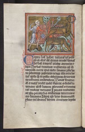 A hunter shooting at a caprea (a wild she-goat)