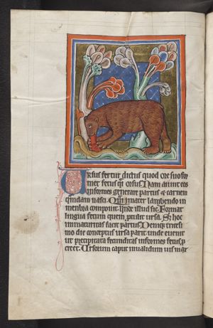 A bear licking a young into shape