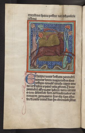 Parandrus (fabulous animal, a stag and bear)