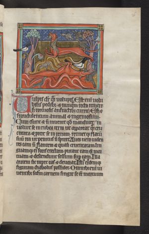 Vulpis (a fox) catching a bird by pretending being dead; another fox also hunting birds