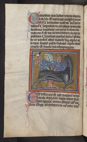 A Yale (or: Eale) but without its characteristic horns (one straight, one bent)