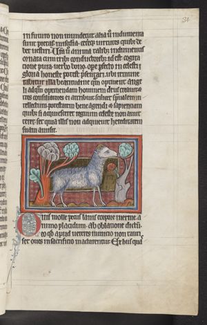 Ovis (Ewe)