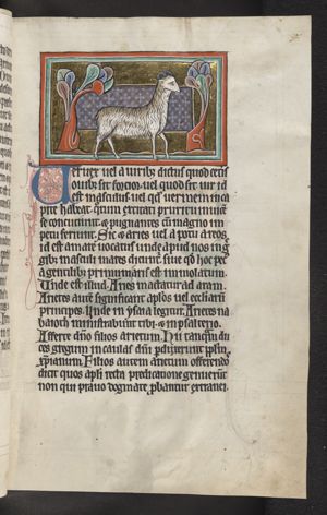 Vervex (the ram or wether)