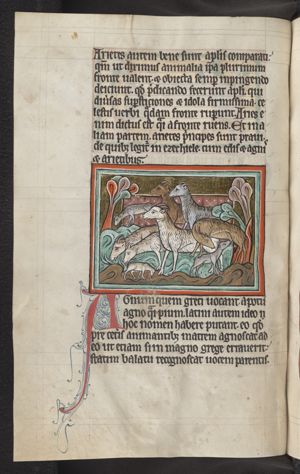 A flock of sheep
