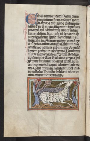 Hircus (a goat)