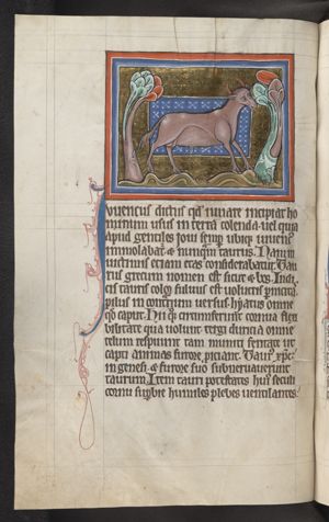 A bull