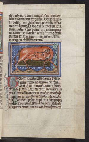 An ox
