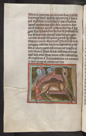 Camelus (dromedary)
