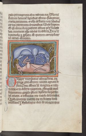 Two onagers (wild asses), one biting the testicles of the other