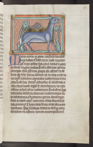 A mule