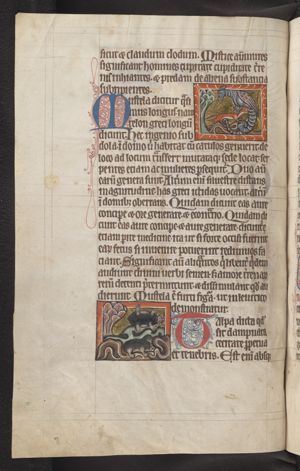 Mustela (weasel) attacking a basilisk